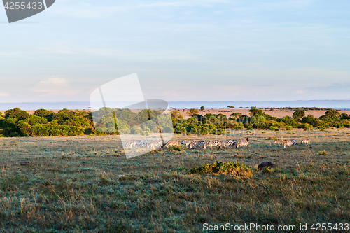 Image of zebras herd grazing in savannah at africa