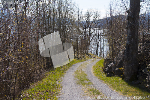 Image of Narrow Road in the Forrest