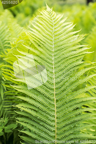 Image of green ferns, close up view