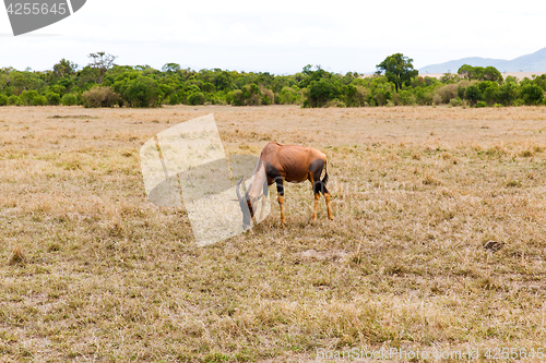 Image of topi antelope grazing in savannah at africa