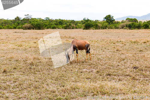 Image of topi antelope grazing in savannah at africa