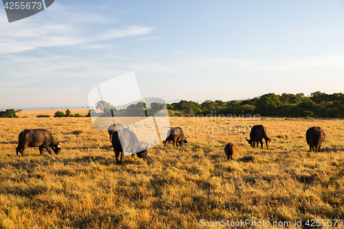 Image of buffalo bulls grazing in savannah at africa