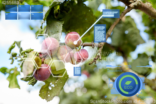 Image of close up of plum tree branch