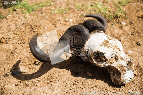 Image of wildebeest skull with horns on ground