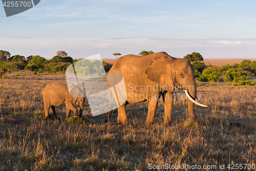 Image of elephant with baby or calf in savannah at africa