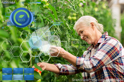 Image of senior woman growing tomatoes at farm greenhouse