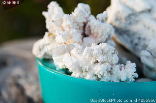 Image of hard stony coral in bowl