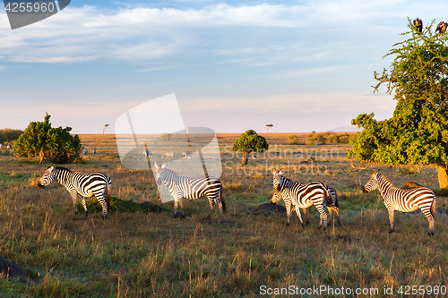 Image of zebras herd grazing in savannah at africa