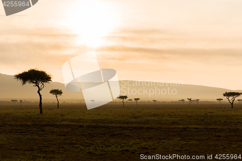 Image of acacia trees in savannah at africa