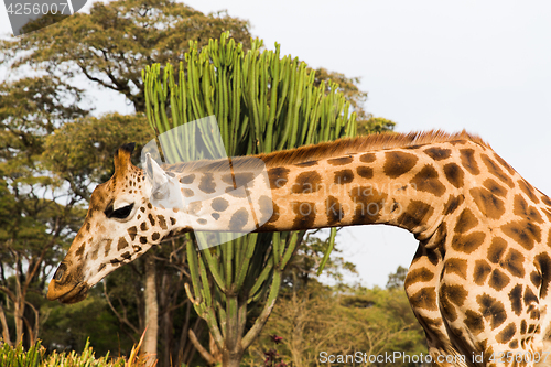 Image of giraffe at national reserve in africa