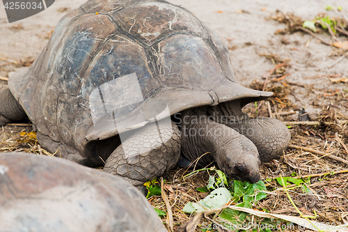 Image of giant tortoises outdoors on seychelles