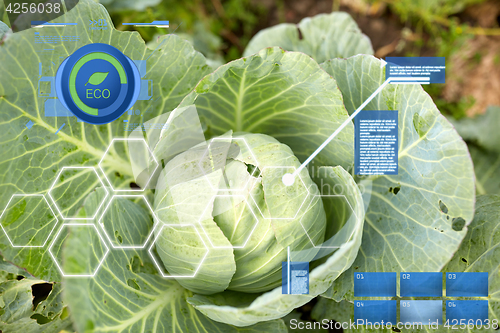 Image of cabbage growing on summer garden bed at farm