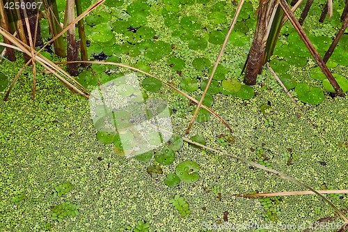 Image of Water surface with plants