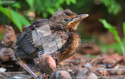 Image of Young baby bird sittin on the ground