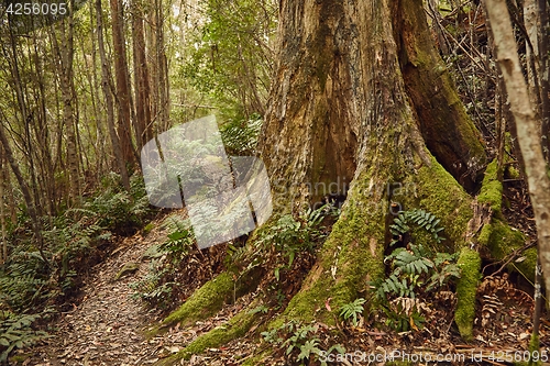 Image of Forest walking route