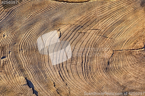 Image of Tree trunk texture