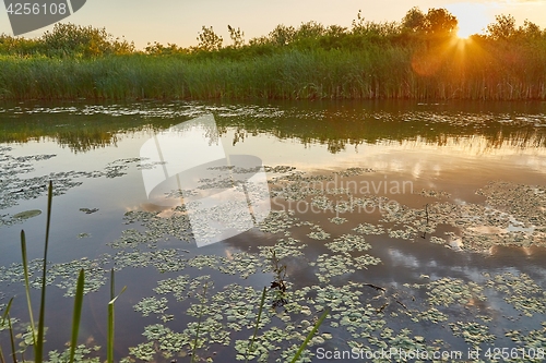 Image of Water surface with plants