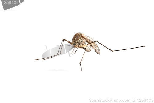 Image of Mosquito on white surface