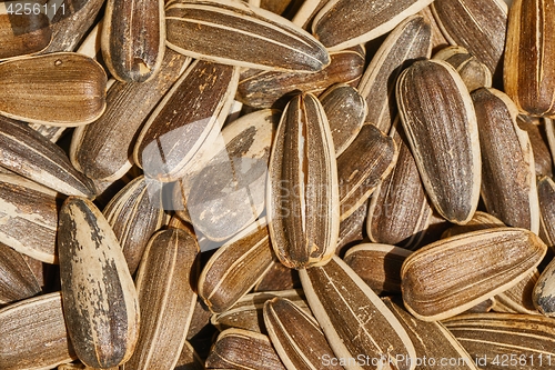 Image of Sunflower seed in a pile