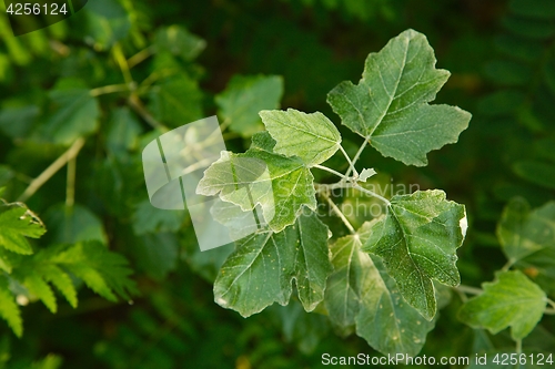Image of Green Leaves Background