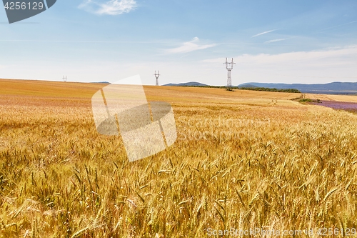 Image of Wheat field detail