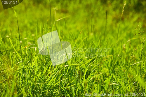 Image of Green Grass Field