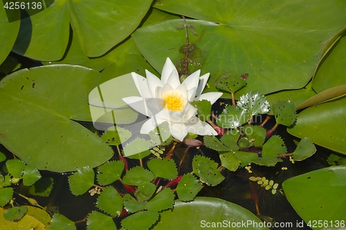 Image of White Water Lily