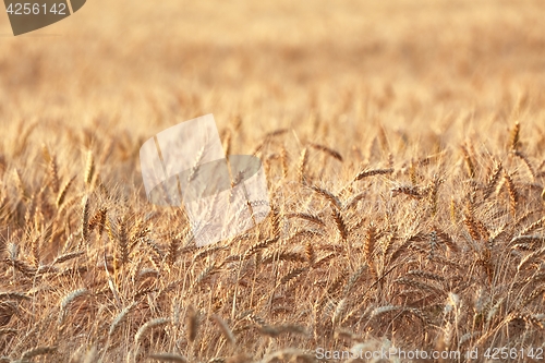 Image of Wheat field detail