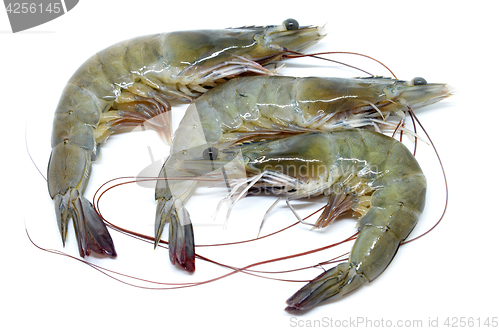 Image of Fresh raw prawns