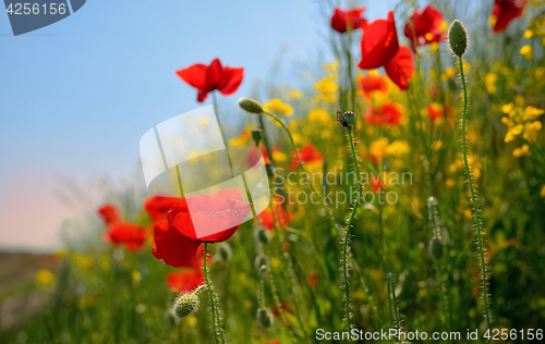 Image of colorful flowers on field