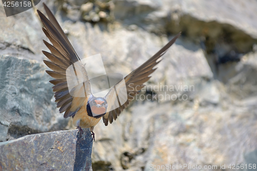 Image of Swallow, Hirundo rustica