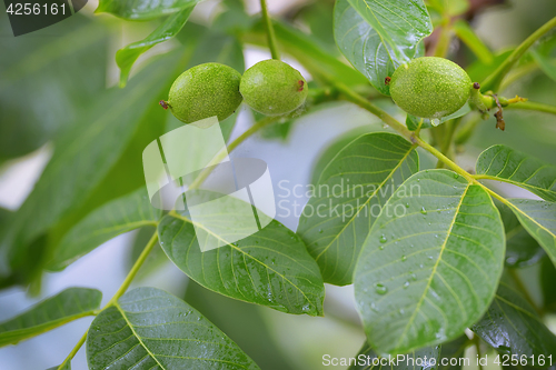 Image of Unripe walnut and walnut tree (Juglans regia)