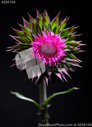 Image of Thistle flower on black background 