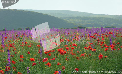 Image of colorful flowers on field