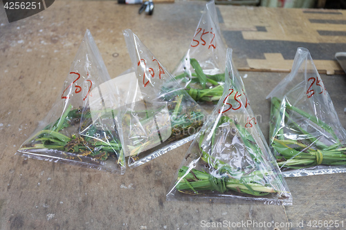 Image of Crickets in Bags