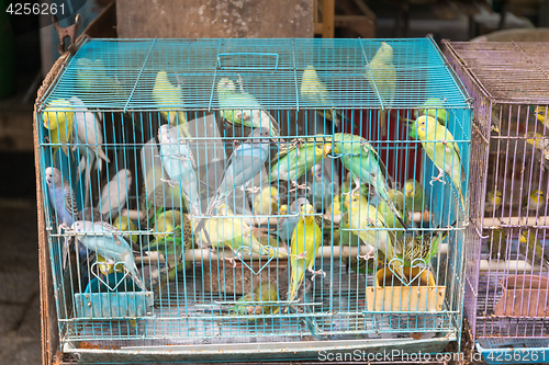 Image of Canary Birds