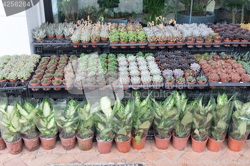 Image of Plants in Shop