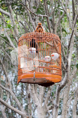 Image of Birdcage