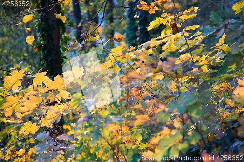 Image of Autumn Forest