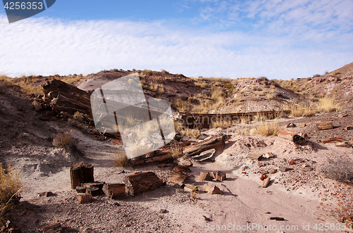 Image of Petrified-Forest-National-Park, Arizona, USA