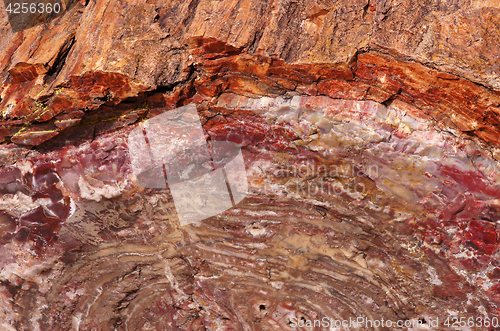 Image of Petrified-Forest-National-Park, Arizona, USA