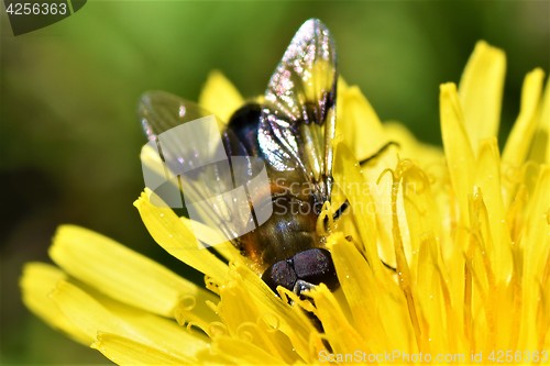 Image of Fly in flower