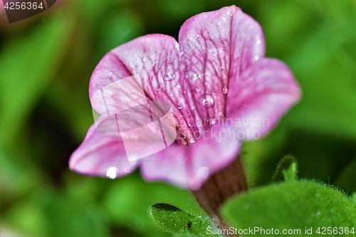 Image of Pink flower