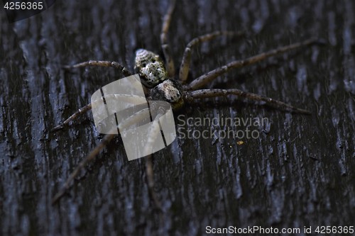 Image of Spider