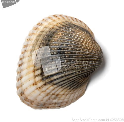 Image of Seashell anadara on white