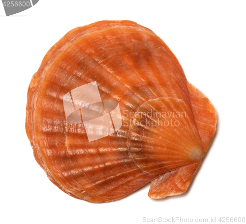 Image of Scallop shell on white