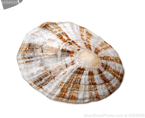 Image of Shell of true limpet 