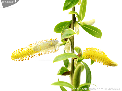 Image of Spring twigs of willow with young green leaves and yellow catkin
