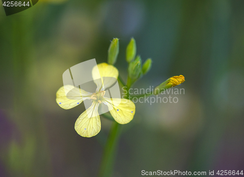 Image of Field Mustard or Wild Turnip (Brassica rapa)