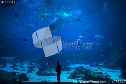 Image of Fishes in aquarium